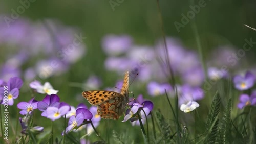 Shallow focus shot of a queen of spain fritillary butterfly on a flower, cinematic shot