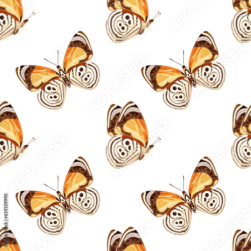 Seamless pattern with orange butterfly -diaethria clymena. Tropical insect. photo