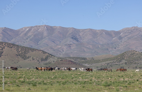 Wild Horses in the Utah Desert in Springtime