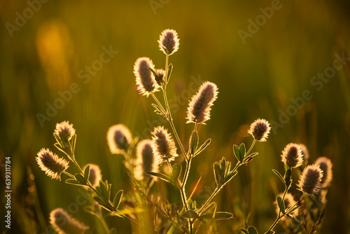 wildflowers cornflowers in golden soft sunset light 