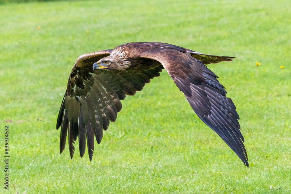 Fototapeta premium Golden Eagle flying in an open field