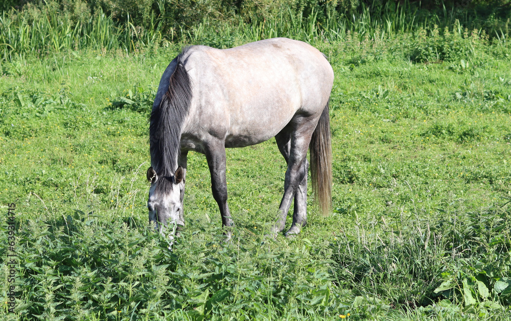 Horse grazing in a meadow in the countryside on a sunny summer day Horse grazing in a meadow in the countryside on a sunny summer day