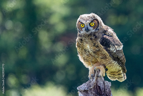 Baby Great Horned Owl