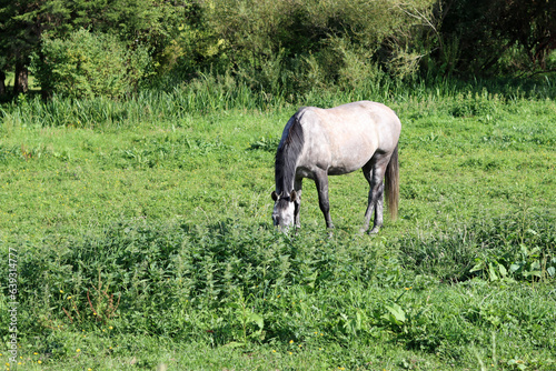 Horse grazing in a meadow in the countryside on a sunny summer day