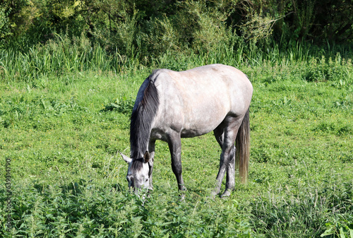 Horse grazing in a meadow in the countryside on a sunny summer day