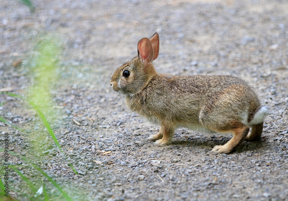 Cotton-tail Rabbit on path early morning mid summer Cotton-tail Rabbit on path early morning mid summer