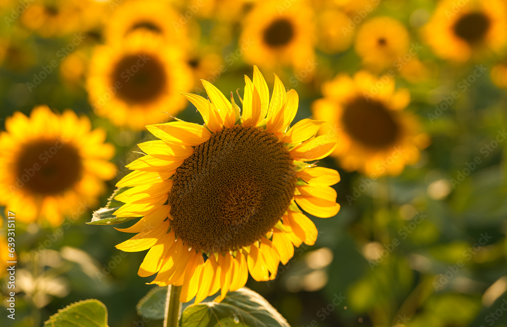 Sunset over a field of sunflower plants. Wide angle photo with a spectacular sunset landscape over an agriculture field with sunflowers. Farming and agriculture industry. Sunset over a field of sunflower plants. Wide angle photo with a spectacular sunset landscape over an agriculture field with sunflowers. Farming and agriculture industry.