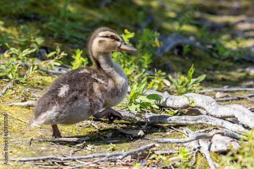 duck in the water