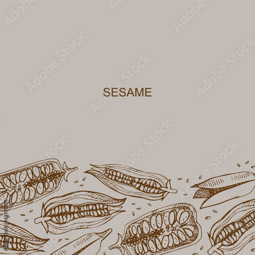 Sesame label template background for text. Sesame plants with seeds hand drawn vector backdrop illustration.Healthy food ,organic product, harvest cereal. For packaging, logo, card, banner, design