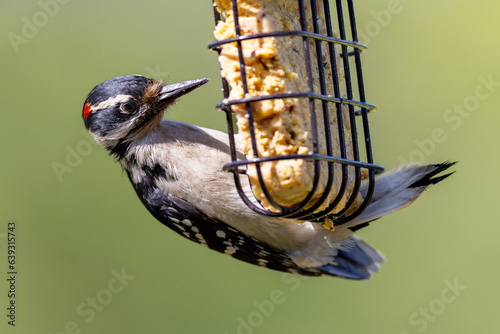 great spotted woodpecker on feeder