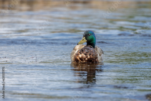 duck on the river