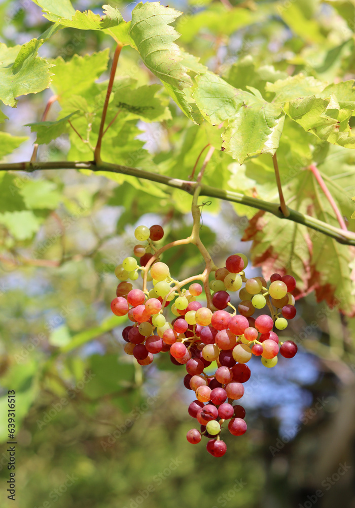 Fototapeta premium Ripe grapes in the vineyard on a sunny summer day.