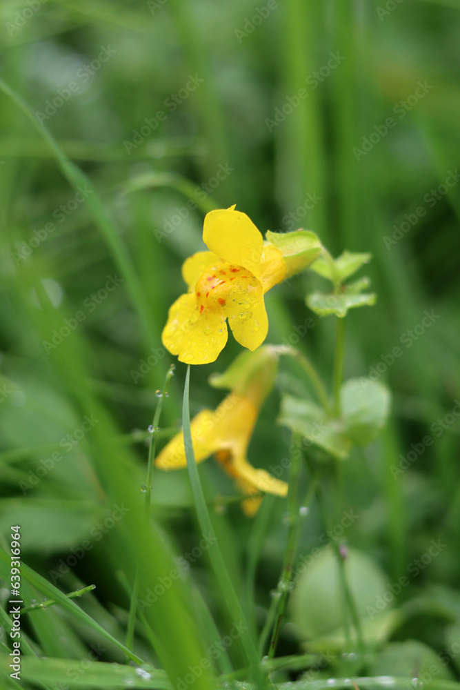 Fototapeta premium yellow flower with raindrops on the green grass in the meadow