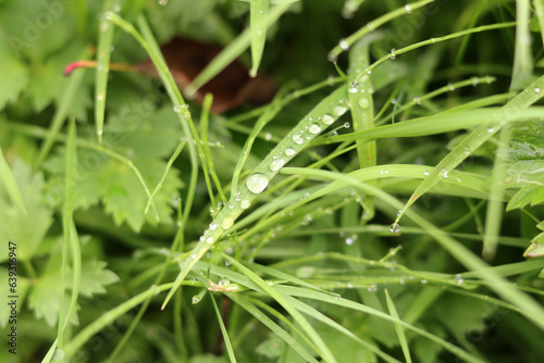 Green grass with dew drops close-up. Nature background.