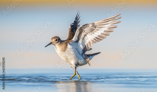 Common Sandpiper (Actitis hypoleucos) is a wetland bird that feeds on mollusks near lakes and streams. It is a common bird in Asia, Europe, Africa and Australia.