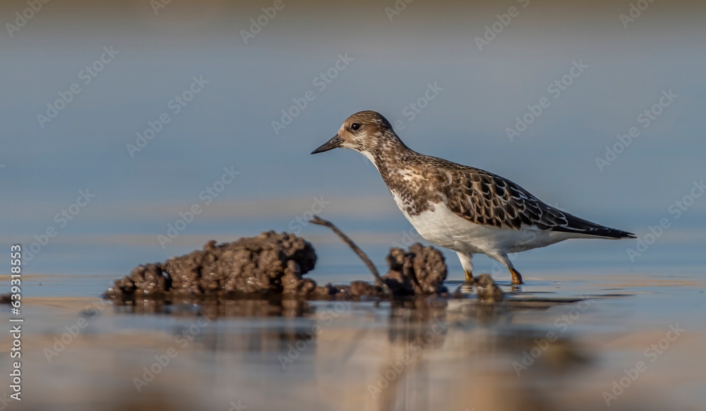 Obraz premium Ruddy Turnstone (Arenaria interpres) Aysa, Australia, spreads in Europe, America and Africa, but is rare. It is seen in Diyarbakir Tigris Valley during migration periods.