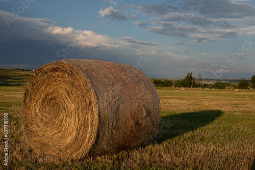 Fresh rolled cylindercal hay bales in farm grass field