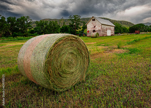 Fresh rolled cylindercal hay bales in farm grass field