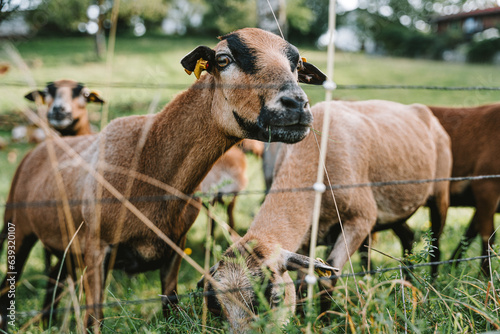 brown goats with white spots on green grass