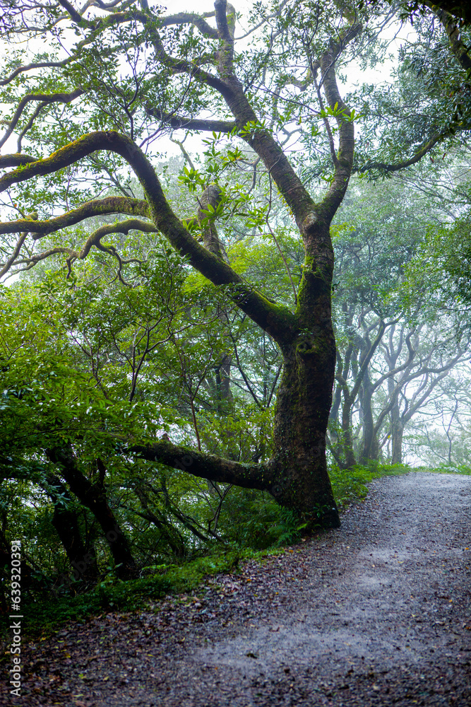 Taipei, suburbs, Yangmingshan, mountain, forest trail, forest, trail Taipei, suburbs, Yangmingshan, mountain, forest trail, forest, trail