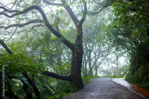 Taipei, suburbs, Yangmingshan, mountain, forest trail, forest, trail photo