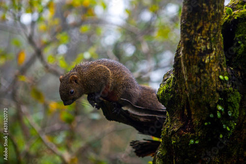 forest, tree, furry, cute, squirrel