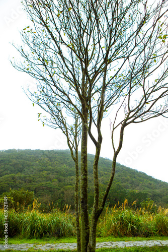 Taipei  mountains  Yangmingshan  dead trees  reed grass  trees 