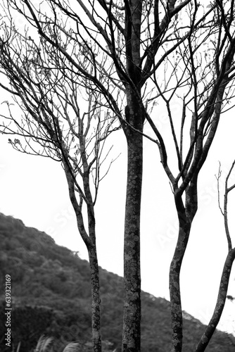 Taipei, mountains, Yangmingshan, dead trees, reed grass, trees, photo