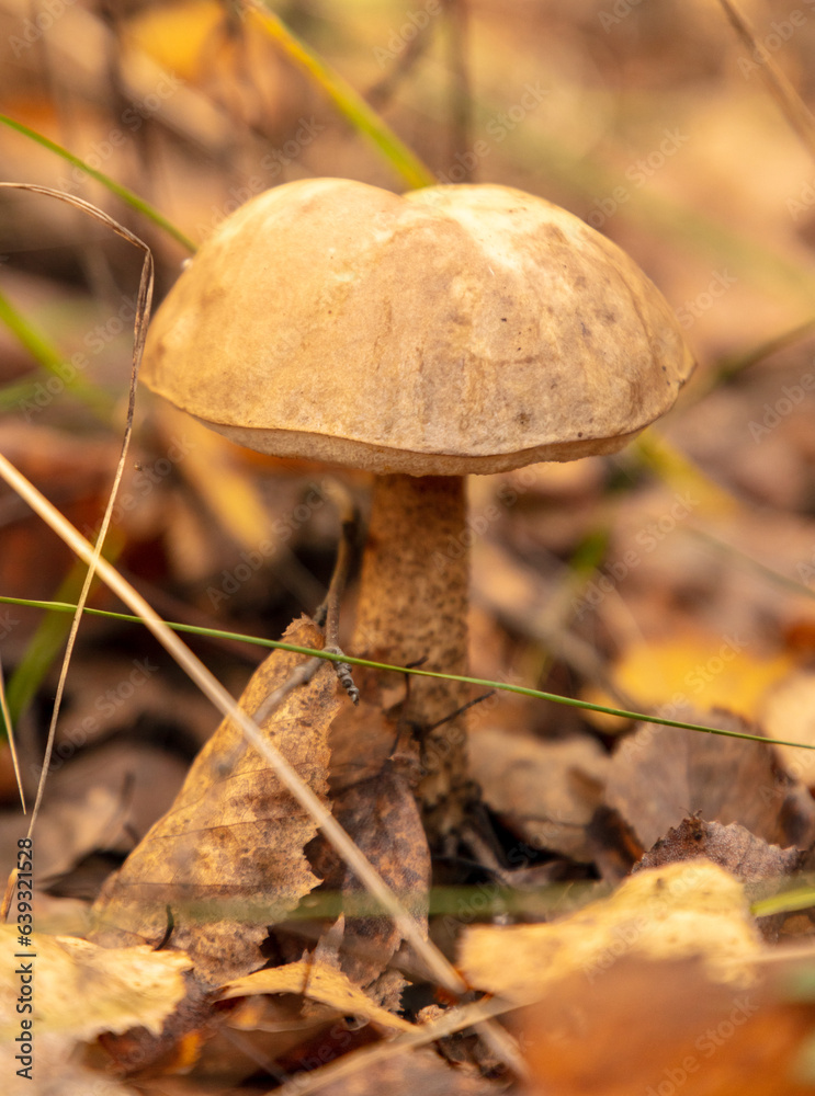 Mushrooms boletus grow in the autumn forest. Close-up Mushrooms boletus grow in the autumn forest. Close-up