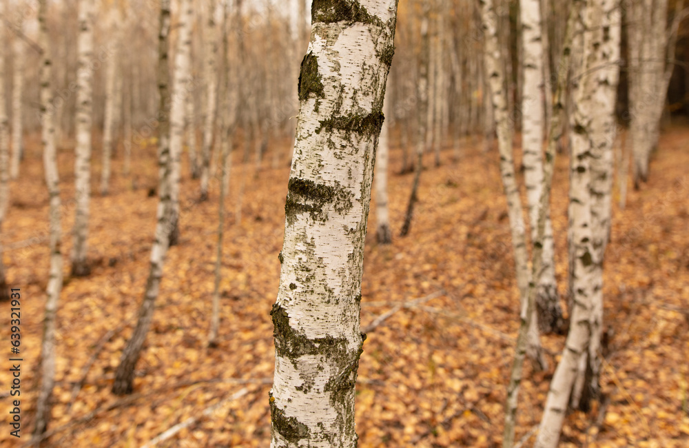 Young birch forest in autumn. Nature Young birch forest in autumn. Nature