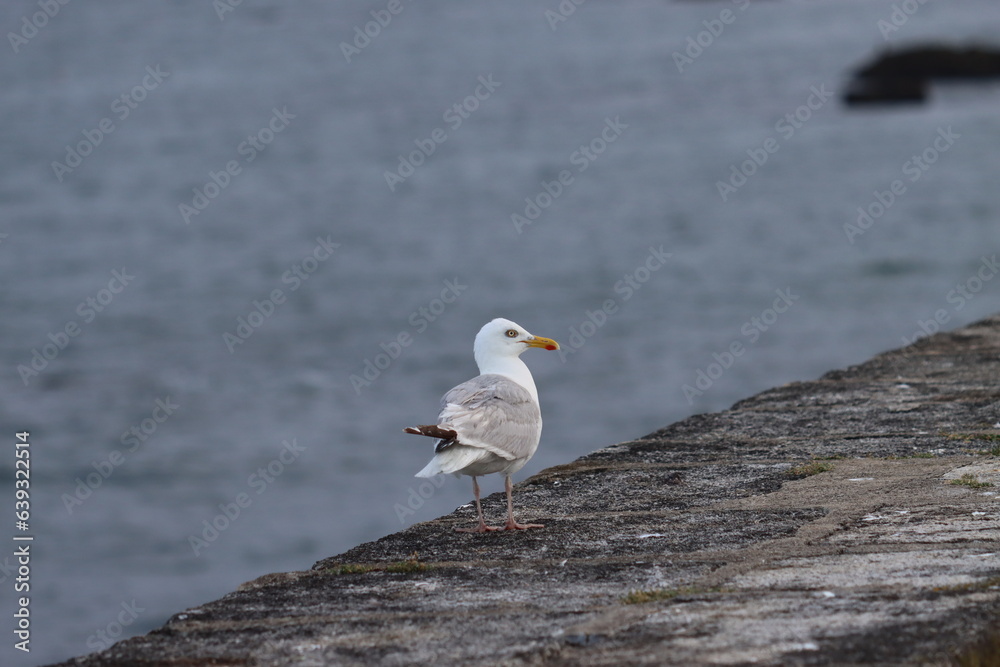 Fototapeta premium seagull on the beach
