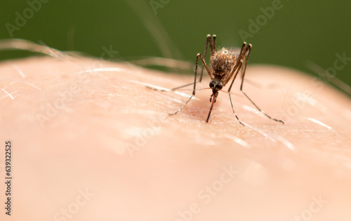 The mosquito sits on human skin and bites.