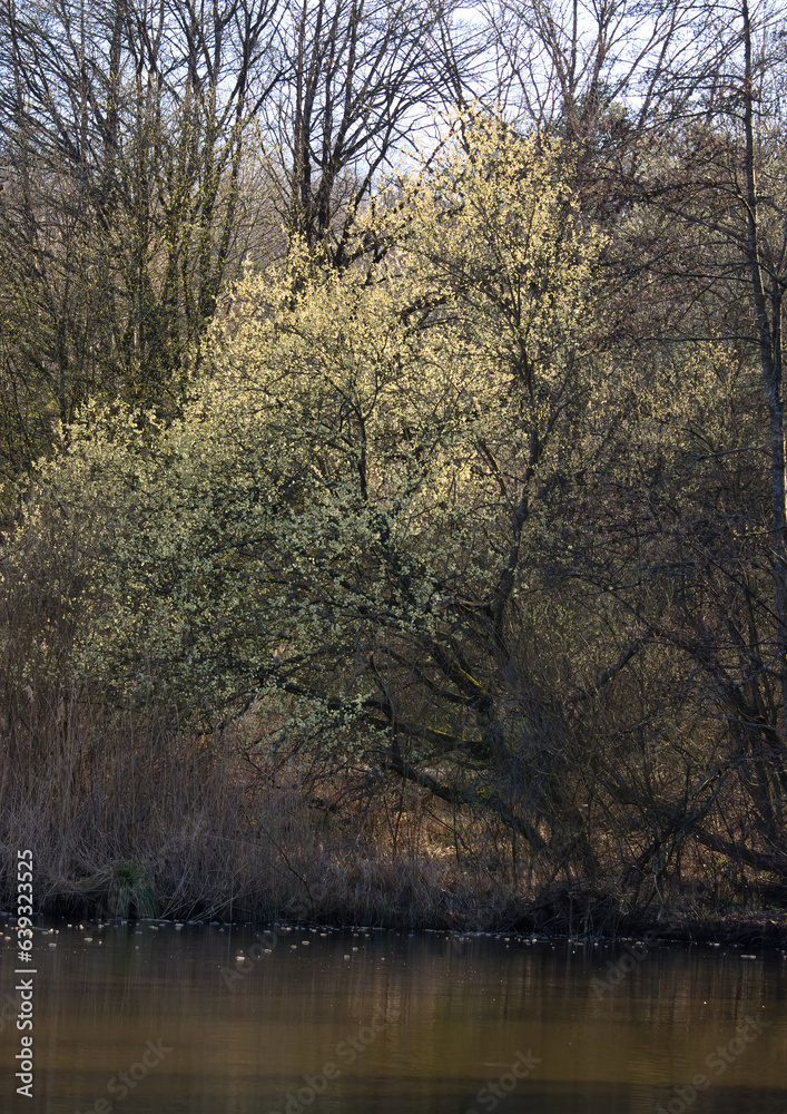 Sun shining on leaves of tree next to small pond on a sunny spring afternoon in Kaiserslautern, Germany.