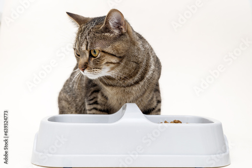 tabby cat eating dry food from bowl isolated on ivory beige background.domestic pet advertising banner 