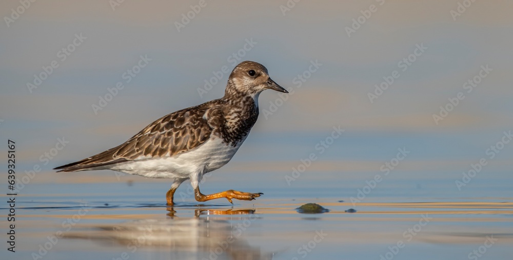 Obraz premium Ruddy Turnstone (Arenaria interpres) Aysa, Australia, spreads in Europe, America and Africa, but is rare. It is seen in Diyarbakir Tigris Valley during migration periods.