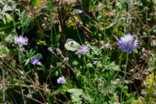 Large White Butterfly (Pieris brassicae) sitting on a small scabious in Zurich, Switzerland