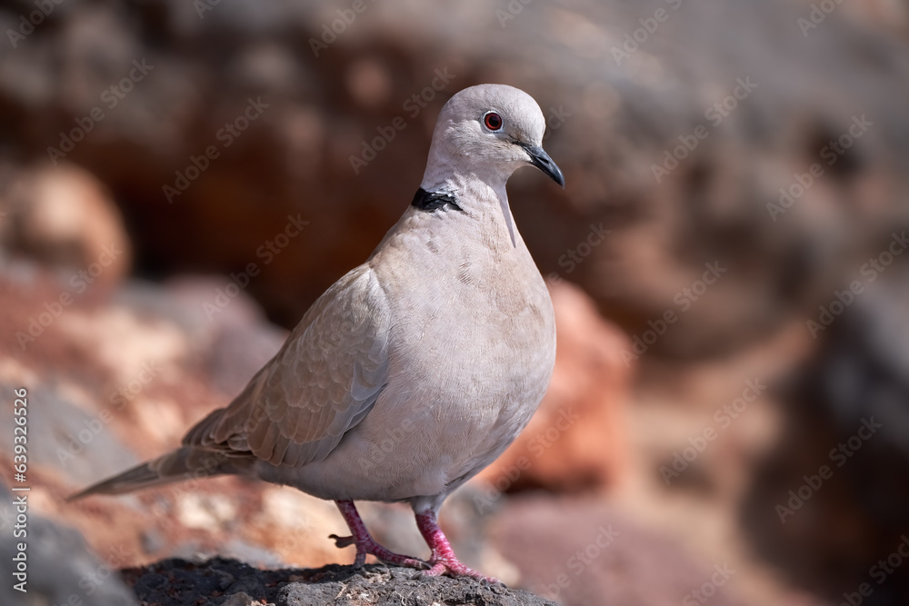 Fototapeta premium Türkentaube (Streptopelia decaocto) steht auf einem Felsen - Costa Calma, Fuerteventura