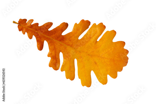 Autumn leaf.  Yellow autumn leaf oak isolated on transparent background.