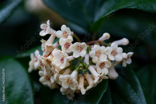 Viburnum suspensum clusters of small white flowers on a branch, selective focus. Spring flower background photo