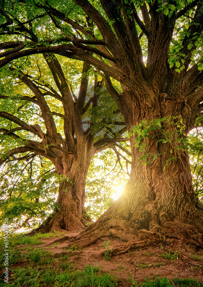 Obraz premium tree in the forest