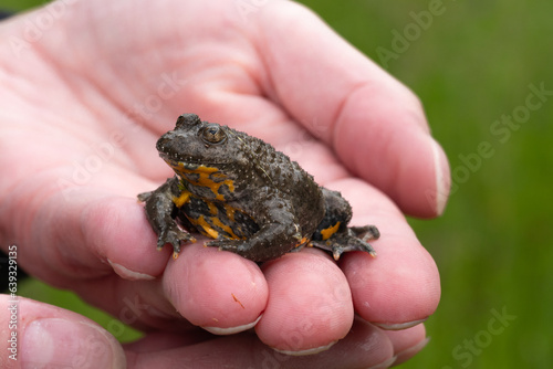 Portrait einer Gelbbauchunke auf menschlicher Hand