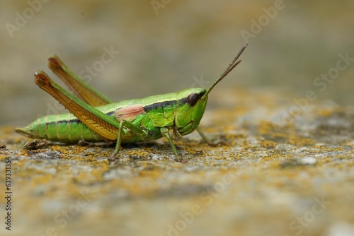 Detailed closeup on a on a colorful green Small Gold Grasshopper, Euthystira brachyptera in Austrian alps