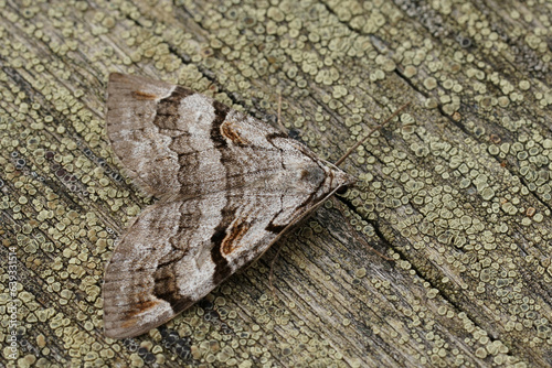 Closeup on the Purple treble-bar owlet moth, Aplocera praeformata, sitting on wood photo