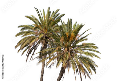 Palm trees isolated on white transparent background, PNG © Rawf8