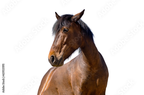 Brown horse isolated on white transparent background  PNG