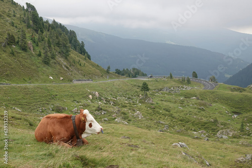 Classical panorama wide angle view on an Austrian cow with bell in a meadow in the Alps Mountains