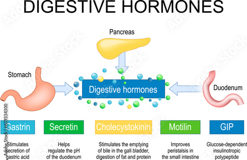 Digestive hormones. gastrin, cholecystokinin, secretin, Gastric inhibitory peptide and motilin. photo