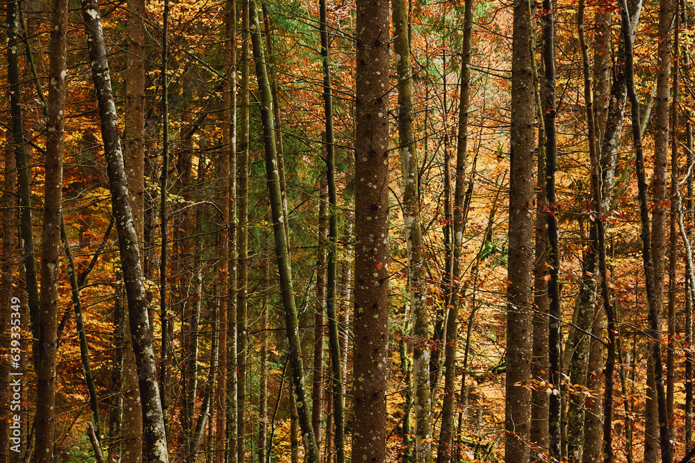Fototapeta premium autumn in the forest