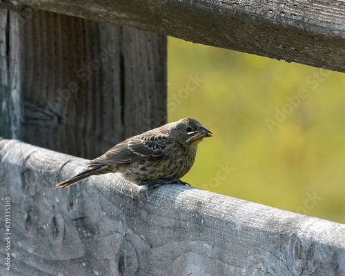 Juvenile Brown-headed Cowbird eating a cricket