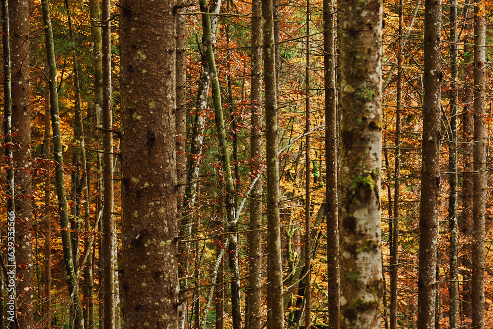 wood background, autumn, fall, indian summer wood background, autumn, fall, indian summer